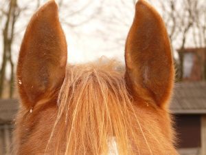 horse-ears